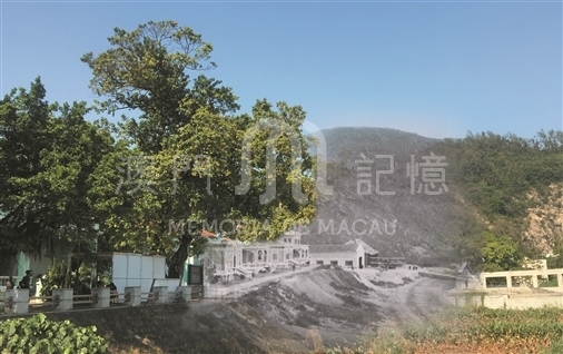 龍環葡韻與後背灣